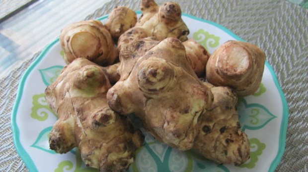 Sunchoke roots