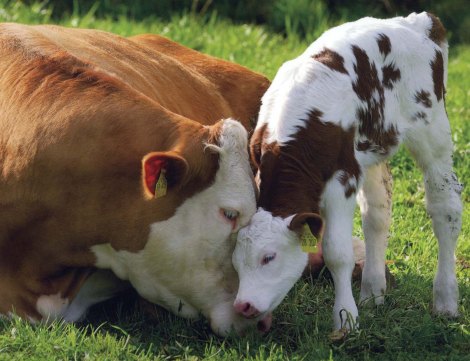 Mother Cow and Her Calf